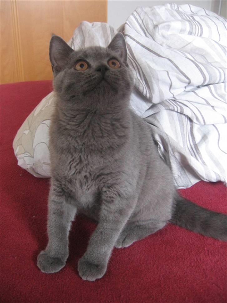 British Shorthair Monberg (Monse) billede 4