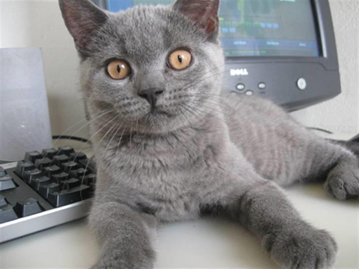 British Shorthair Monberg (Monse) billede 5