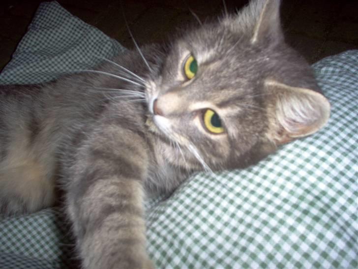 Huskat Timi billede 8