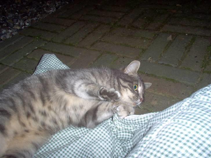 Huskat Timi billede 9