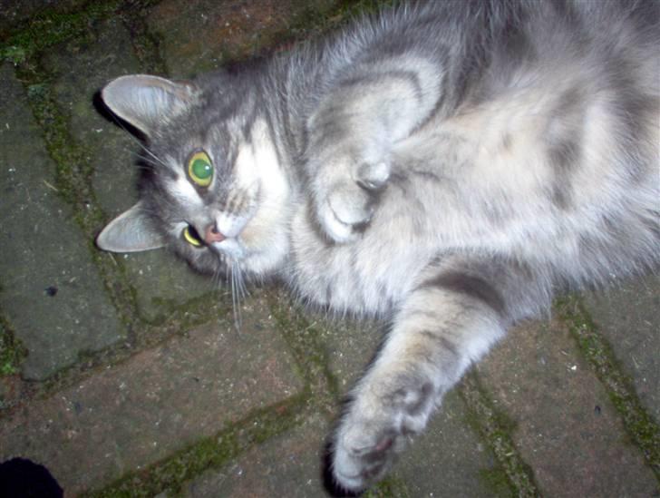 Huskat Timi billede 10