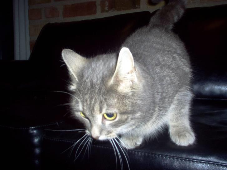 Huskat Timi billede 11