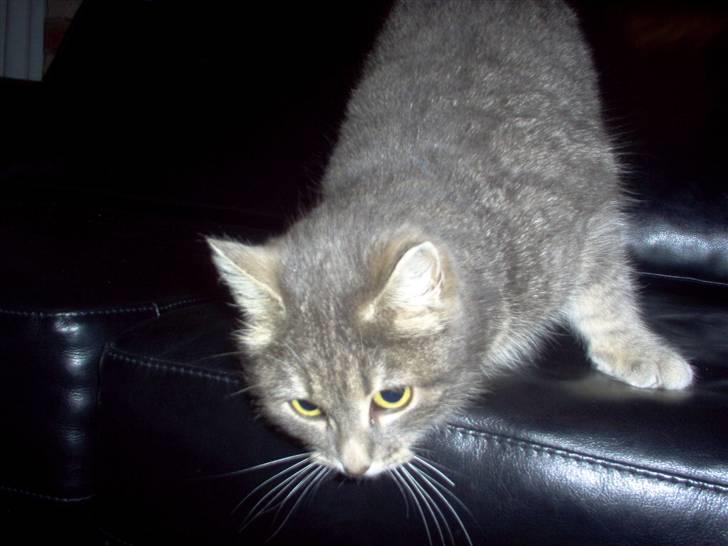 Huskat Timi billede 12