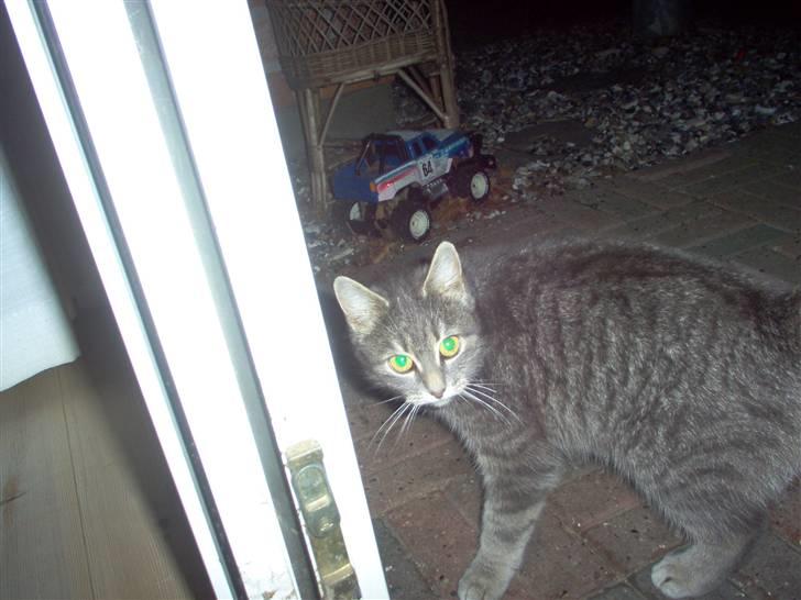 Huskat Timi billede 13