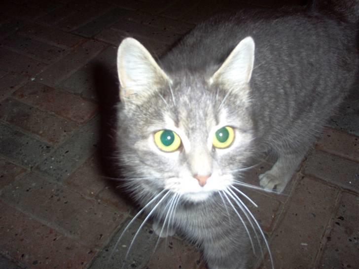 Huskat Timi billede 15