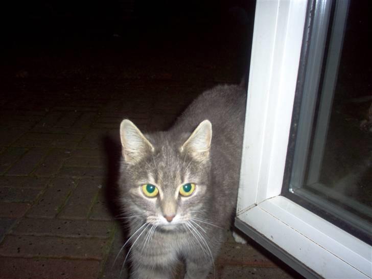 Huskat Timi billede 16