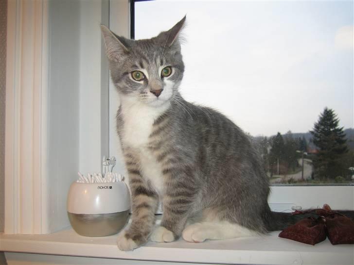 Blanding af racer R.I.P       Baloo - :-) billede 5