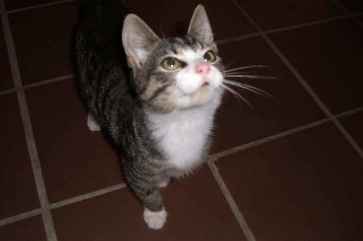 Blanding af racer Mugge billede 1