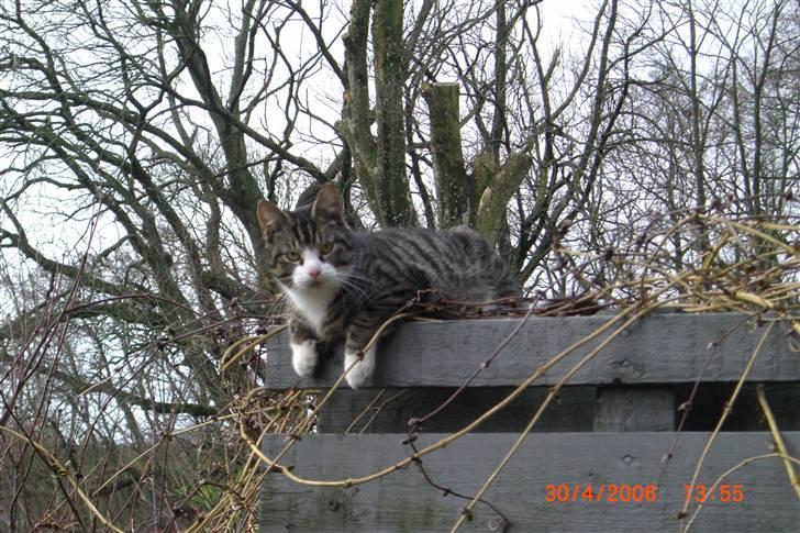 Blanding af racer Mugge billede 2