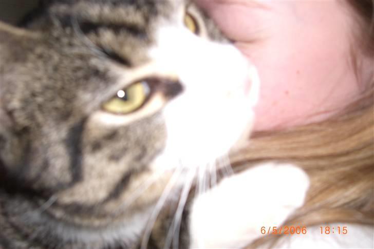 Blanding af racer Mugge billede 3