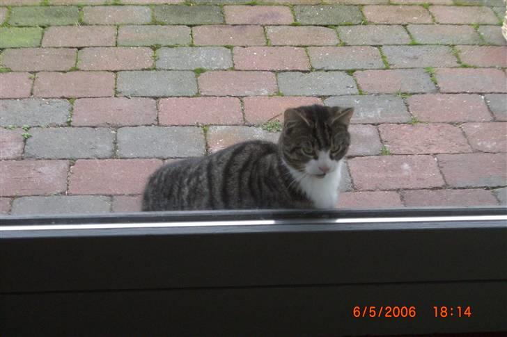 Blanding af racer Mugge billede 4