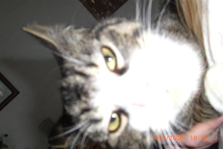 Blanding af racer Mugge billede 5