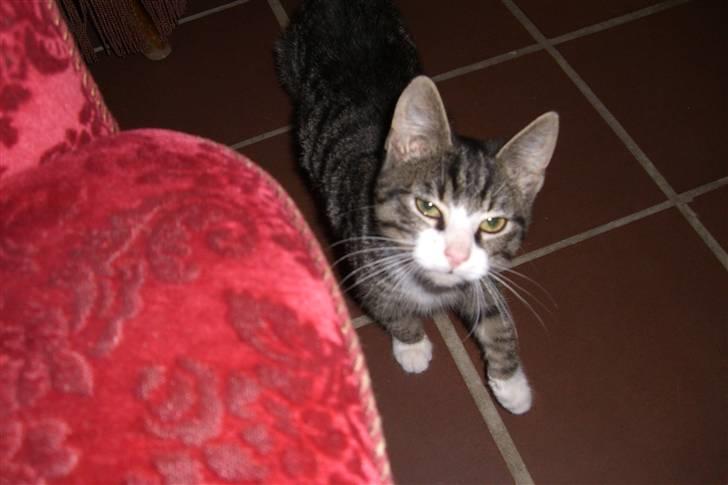 Blanding af racer Mugge billede 6