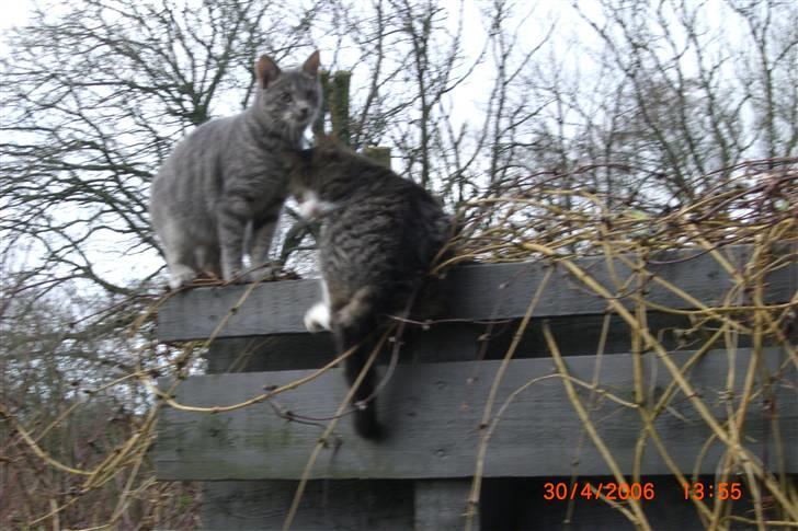 Blanding af racer Mugge billede 7