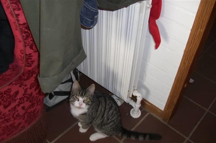 Blanding af racer Mugge billede 8