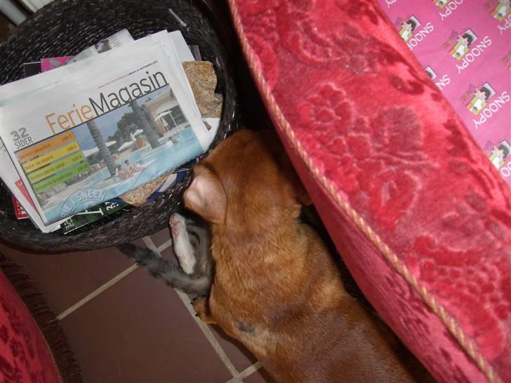 Blanding af racer Mugge billede 9