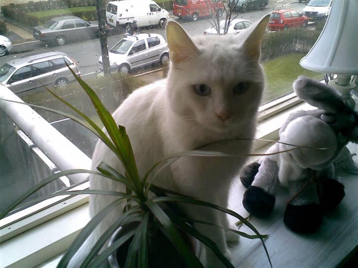 Huskat Felix - Jungle-kat ! Grrrr :P billede 1