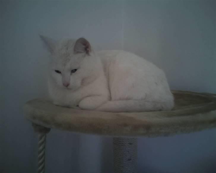 Huskat Felix - Afslapning :) billede 2