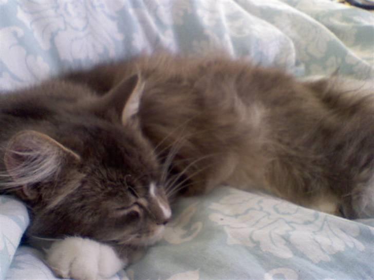 Maine Coon Emmy - flyttet - Så smuk hun er når hun sover <3 billede 2