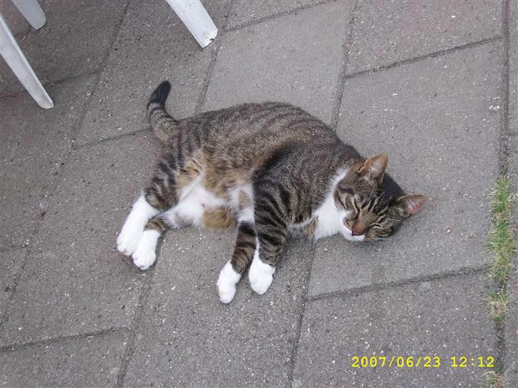 Huskat Celestin (himmelkat) billede 10