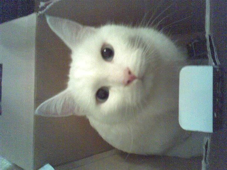 Huskat Felix - uskyldig... eller... billede 3