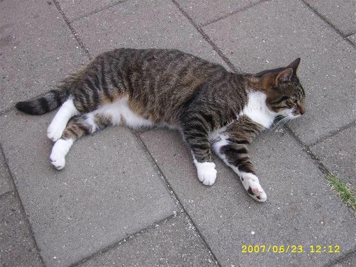 Huskat Celestin (himmelkat) billede 11