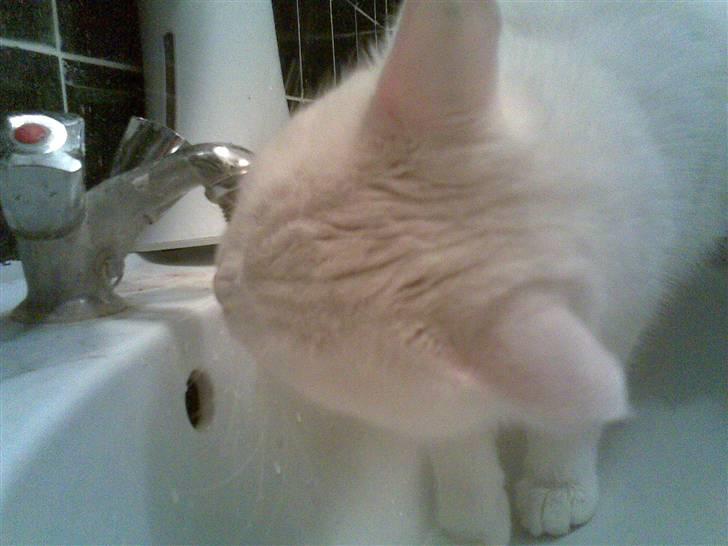 Huskat Felix - Vandkat ! billede 4