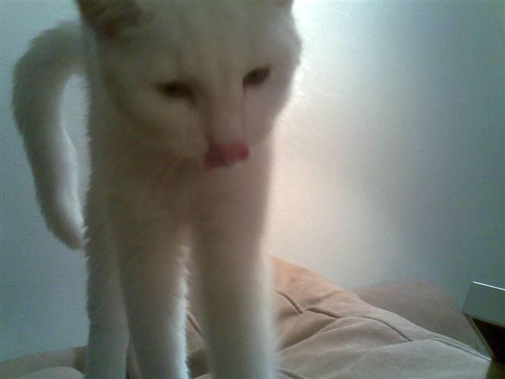 Blanding af racer Holly billede 5