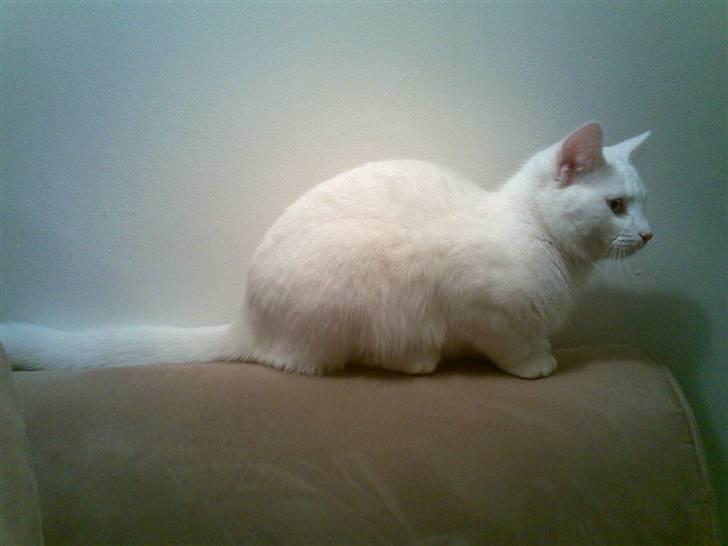 Blanding af racer Holly billede 6