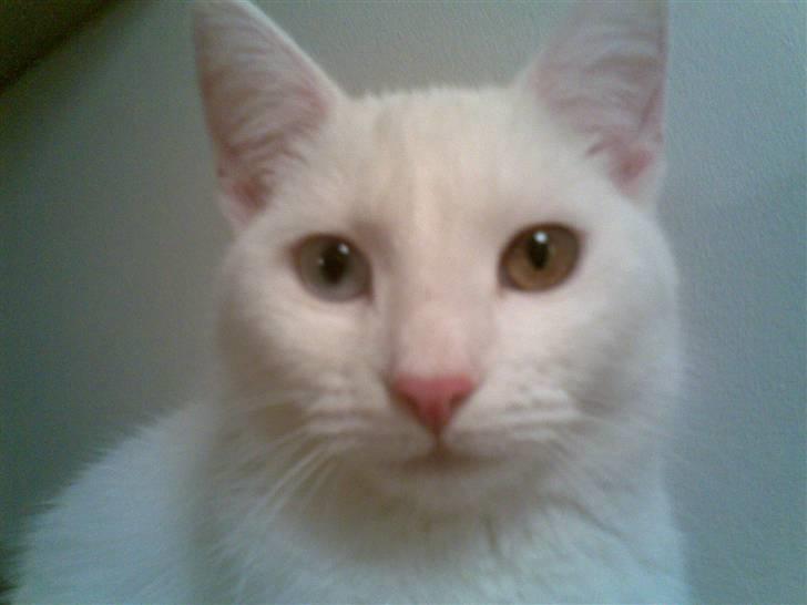 Blanding af racer Holly billede 7