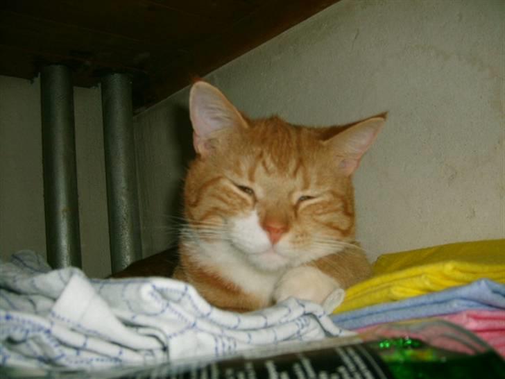 Huskat Bandit billede 14