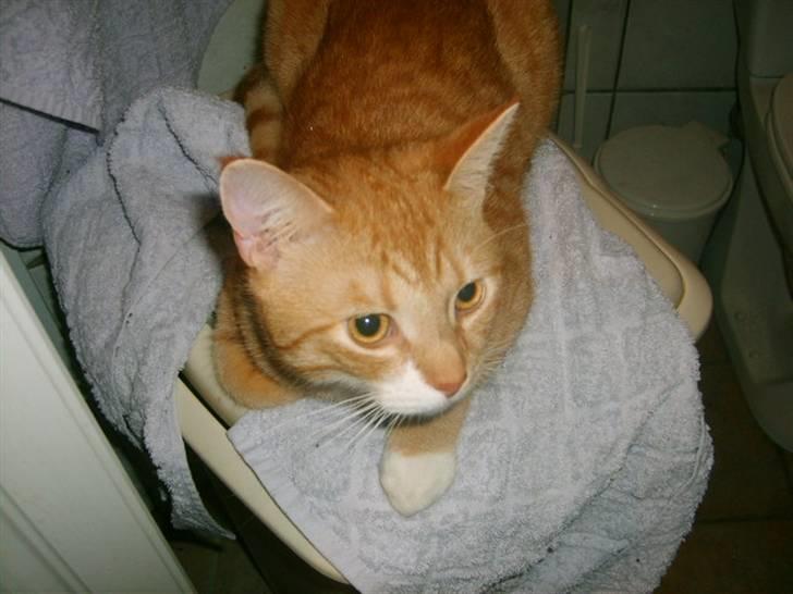 Huskat Bandit billede 16