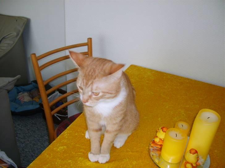 Huskat Bandit billede 17