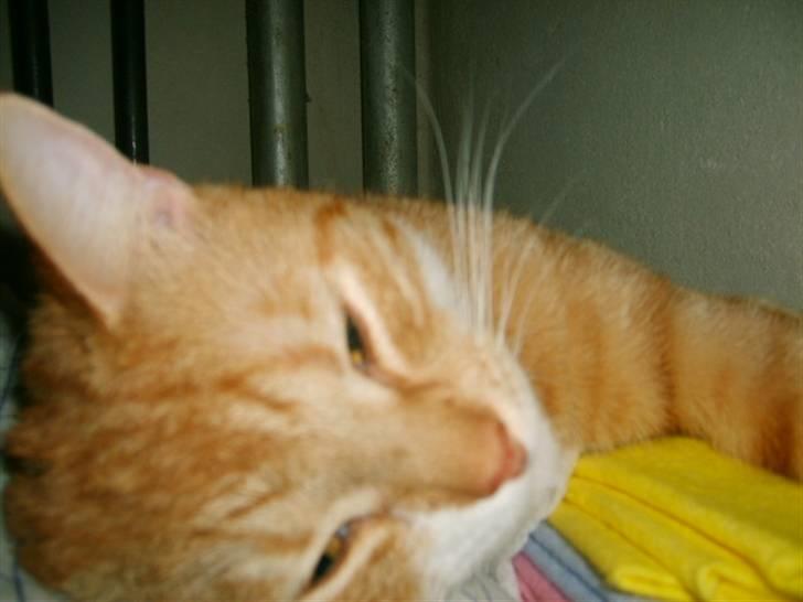 Huskat Bandit billede 20