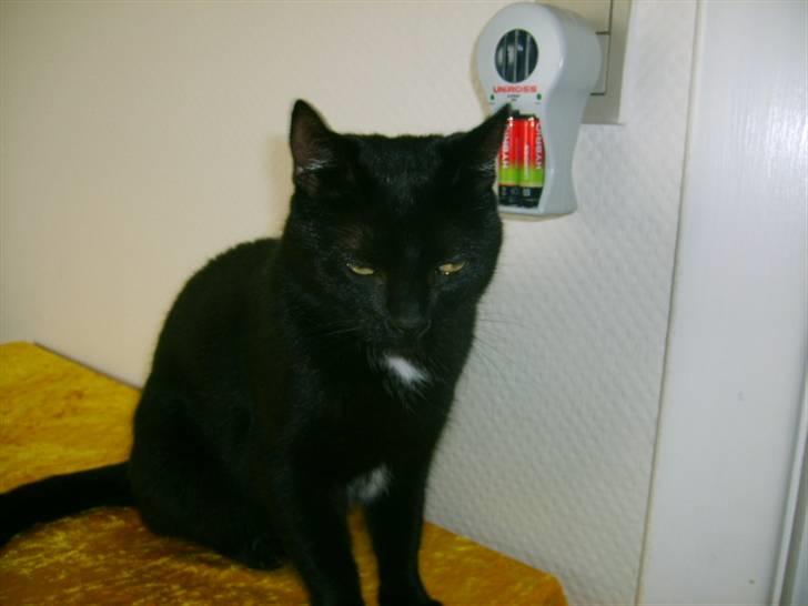 Huskat Bette Skid billede 18