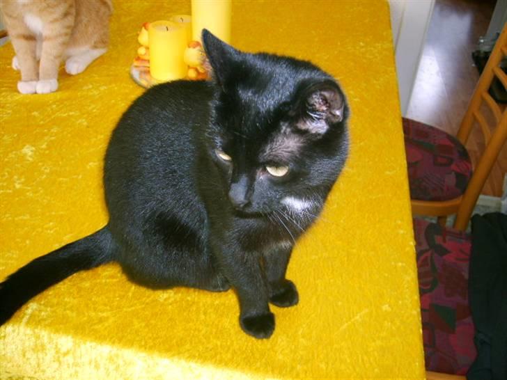 Huskat Bette Skid billede 19