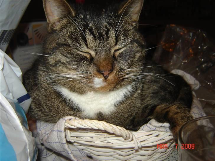 Huskat Pjevs billede 1