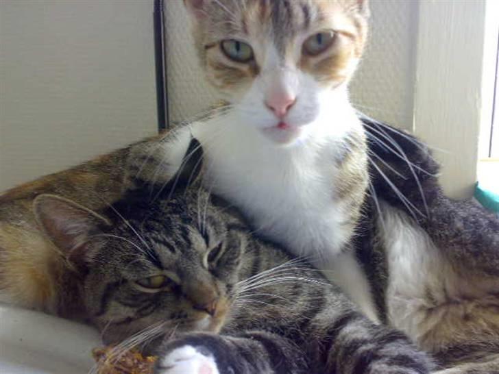 Huskat Pjevs - pjevs og butte som desværre blev kørt ned :( vi savner dig butte billede 2