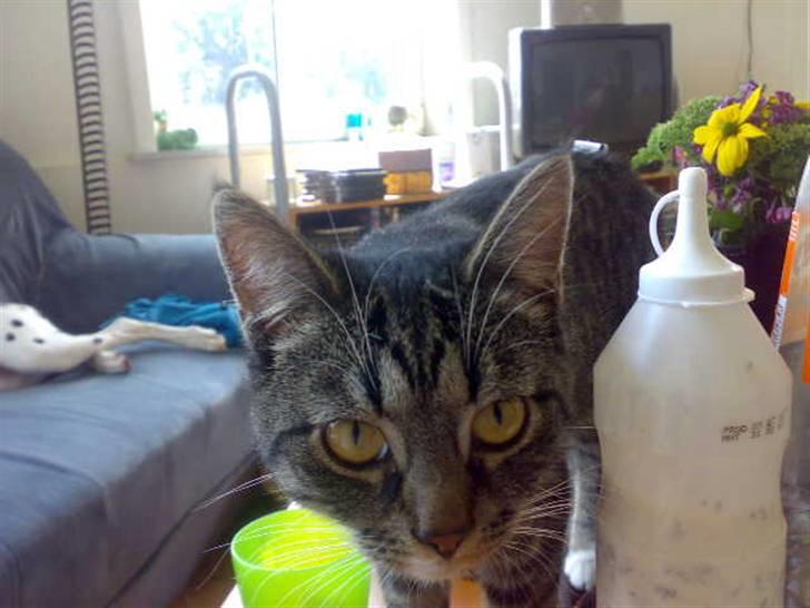 Huskat Pjevs billede 3