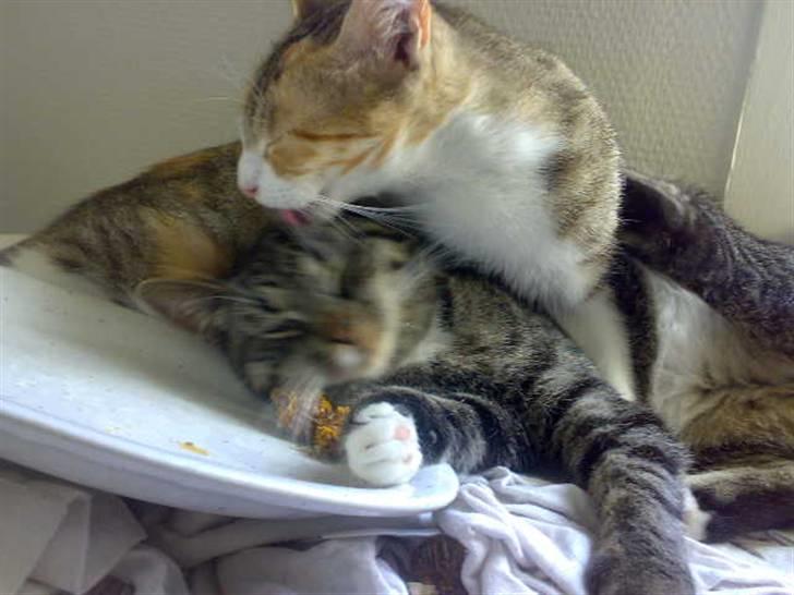 Huskat Pjevs - butte og pjevs igen butte var den kærlige i flokken billede 4