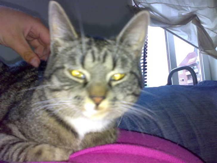 Huskat Pjevs billede 5