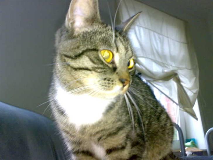 Huskat Pjevs billede 6