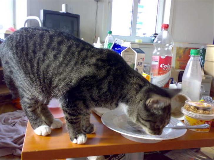 Huskat Pjevs billede 7