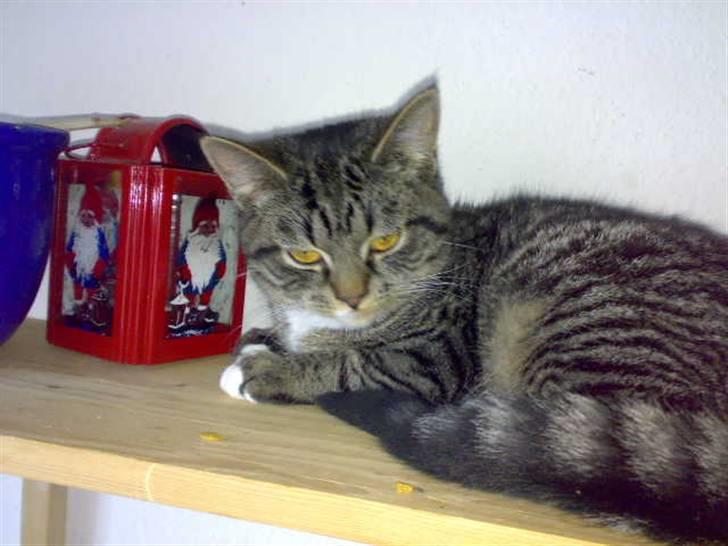 Huskat Pjevs billede 8