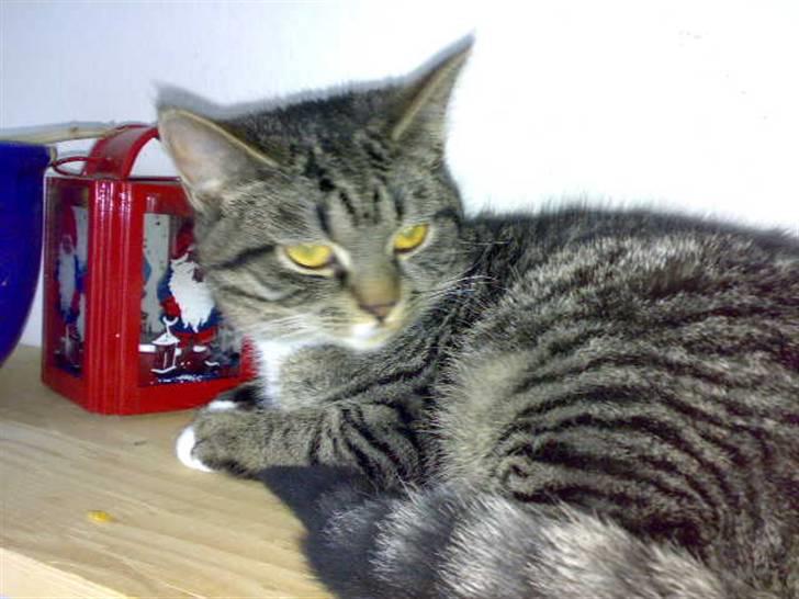 Huskat Pjevs billede 9