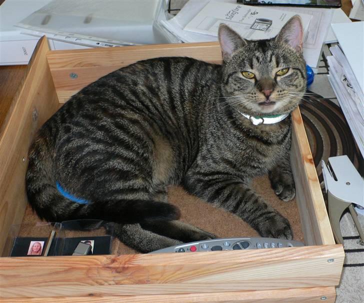 Huskat MISKA... - MISKA på kontoret - hjælper lige mor med papirene billede 1