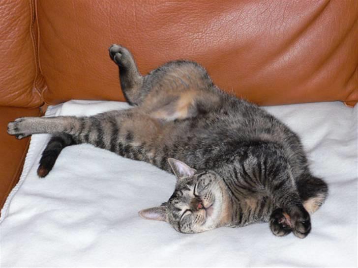 Huskat MISKA... - MISKA elsker at sove - og gerne i de mærkeligste stillinger - denne er meget brugt billede 2