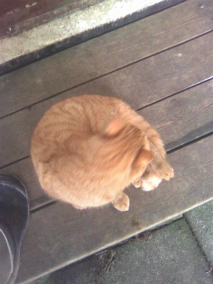 Blanding af racer simba billede 7