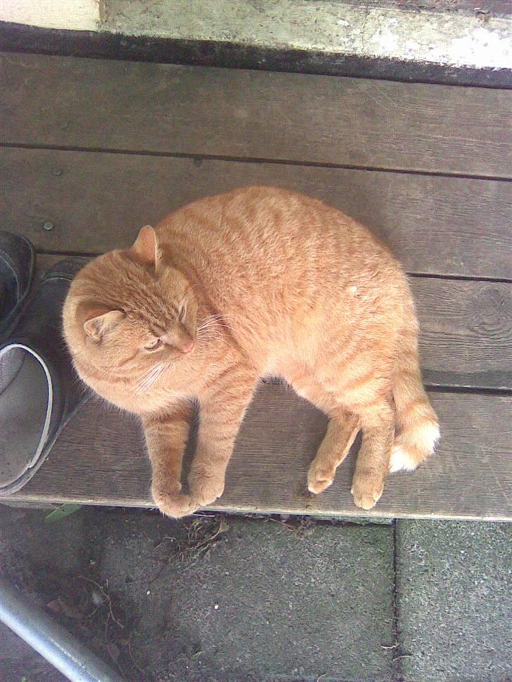 Blanding af racer simba billede 8