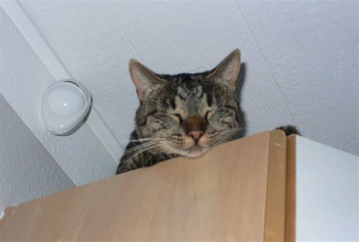 Huskat MISKA... - Når vi ikke lige kan finde MISKA - så ligger hun som reglen og sover oven på køkkenskabet billede 3